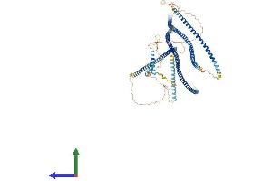 AlphaFold protein structure predicition of Human Recombinant GOLGA2 Protein, UniprotID Q08379