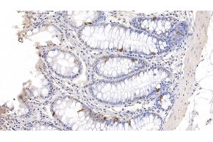 Detection of CHGA in Porcine Colon Tissue using Polyclonal Antibody to Chromogranin A (CHGA)