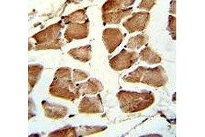 IHC analysis of FFPE human skeletal muscle stained with TAZ antibody (TAZ anticorps  (AA 32-60))