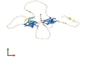 AlphaFold protein structure predicition of Mouse Recombinant Myot Protein, UniprotID Q9JIF9