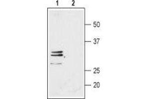 Western blot analysis of rat H4-II-E-C3 hepatoma cell line lysate: - 1. (AQP9 anticorps  (Intracellular))