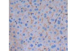 Used in DAB staining on fromalin fixed paraffin- embedded Kidney tissue (Signaling Lymphocytic Activation Molecule Family, Member 5 (AA 32-222) anticorps)