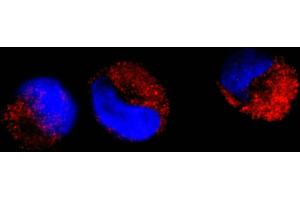 Immunofluorescence (IF) image for anti-C-Abl Oncogene 1, Non-Receptor tyrosine Kinase (ABL1) (AA 850-900) antibody (ABIN7448914) (ABL1 anticorps  (AA 850-900))
