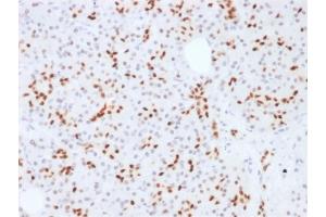 Formalin-fixed, paraffin-embedded human Pancreas stained with SOX9 Mouse Monoclonal Antibody (SOX9/2387).