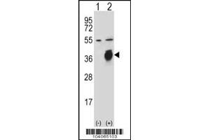 Western blot analysis of PLAUR using rabbit polyclonal PLAUR Antibody (W151) using 293 cell lysates (2 ug/lane) either nontransfected (Lane 1) or transiently transfected (Lane 2) with the PLAUR gene.