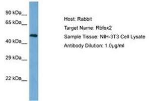 Image no. 1 for anti-RNA Binding Motif Protein 9 (RBM9) (AA 32-81) antibody (ABIN6750288) (RBM9 anticorps  (AA 32-81))