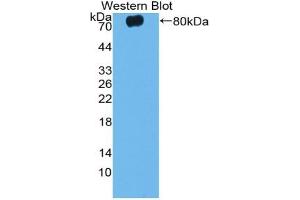 Detection of Recombinant CASP12, Mouse using Polyclonal Antibody to Caspase 12 (CASP12)