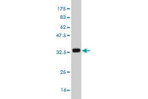 Western Blot detection against Immunogen (32.