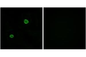 Immunofluorescence analysis of MCF7 cells, using APOL4 Antibody.