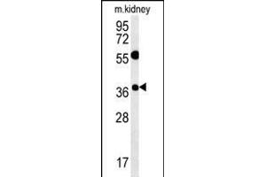 TSN3 Antibody (Center) (ABIN651749 and ABIN2840386) western blot analysis in mouse kidney tissue lysates (15 μg/lane). (Tetraspanin 3 anticorps  (AA 90-117))