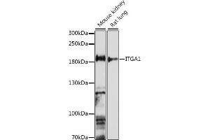Western blot analysis of extracts of various cell lines, using ITG antibody (6054) at 1:1000 dilution.