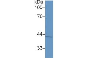 Western Blot; Sample: Human Hela cell lysate; Primary Ab: 1µg/ml Rabbit Anti-Human Maspin Antibody Second Ab: 0.
