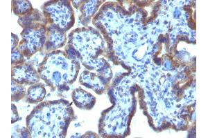 Formalin-fixed, paraffin-embedded human Placenta stained with MAML3 Monoclonal Antibody (MAML3/1303). (MAML3 anticorps)