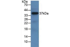 Western blot analysis of recombinant Human LRG1. (LRG1 anticorps  (AA 37-340))