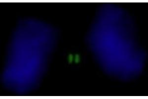 Immunofluorescence (IF) image for anti-Inner Centromere Protein Antigens 135/155kDa (INCENP) (AA 325-400) antibody (ABIN7448389) (INCENP anticorps  (AA 325-400))