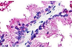 anti-G Protein-Coupled Receptor 25 (GPR25) (N-Term) antibody