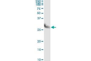 Immunoprecipitation of CLIC3 transfected lysate using anti-CLIC3 monoclonal antibody and Protein A Magnetic Bead , and immunoblotted with CLIC3 MaxPab rabbit polyclonal antibody.