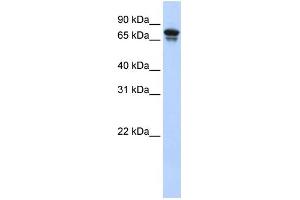 WB Suggested Anti-KIF22 Antibody Titration:  0. (KIF22 anticorps  (N-Term))