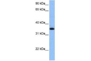 CHN2 antibody used at 1 ug/ml to detect target protein.