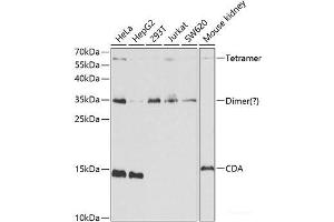 Western blot analysis of extracts of various cell lines using CDA Polyclonal Antibody at dilution of 1:1000. (CDA anticorps)