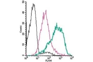 Cell surface detection of PAR4 by direct flow cytometry in live intact human MEG-01 megakaryocytic cells: (black line) Cells.