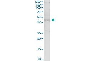 Immunoprecipitation of SAV1 transfected lysate using anti-SAV1 MaxPab rabbit polyclonal antibody and Protein A Magnetic Bead , and immunoblotted with SAV1 purified MaxPab mouse polyclonal antibody (B01P) .