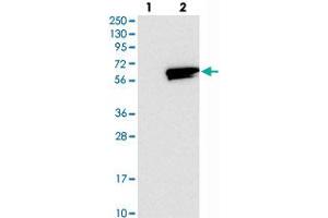 Western blot analysis of Lane 1: Negative control (vector only transfected HEK293T lysate), Lane 2: Over-expression Lysate (Co-expressed with a C-terminal myc-DDK tag (~3. (RASGEF1A anticorps)