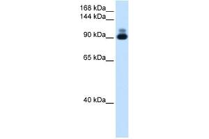 RSRC2 antibody used at 2. (RSRC2 anticorps  (C-Term))