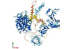 AlphaFold protein structure predicition of Mouse Recombinant Cask Protein, UniprotID O70589