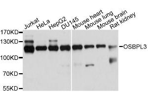 Western blot analysis of extracts of various cell lines, using OSBPL3 antibody. (OSBPL3 anticorps  (AA 370-520))