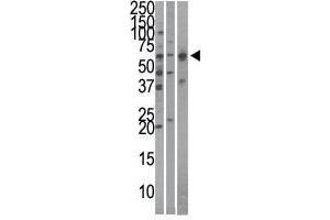 Image no. 1 for anti-Karyopherin (Importin) alpha 4 (KPNA4) (N-Term) antibody (ABIN357323) (KPNA4 anticorps  (N-Term))