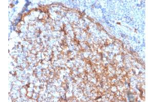 Formalin-fixed, paraffin-embedded human tonsil stained with CD11b Monospecific Mouse Monoclonal Antibody (ITGAM/3337).