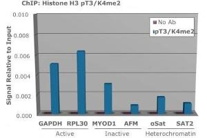 Chromatin Immunoprecipitation of Rabbit Anti-Histone H3 [p Thr3, Dimethyl Lys4] Antibody.