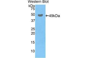 Western Blotting (WB) image for anti-Peroxiredoxin 3 (PRDX3) (AA 64-257) antibody (ABIN1860306) (Peroxiredoxin 3 anticorps  (AA 64-257))