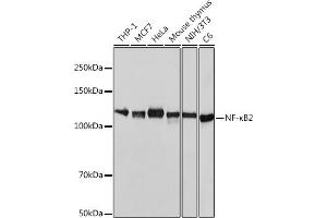 Western blot analysis of extracts of various cell lines, using NF-κB2 antibody (ABIN7268983) at 1:1000 dilution. (NFKB2 anticorps)