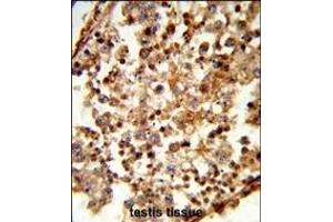 Formalin-fixed and paraffin-embedded human testis tissue reacted with C1QTNF6 Antibody (N-term), which was peroxidase-conjugated to the secondary antibody, followed by DAB staining. (CTRP6 anticorps  (N-Term))