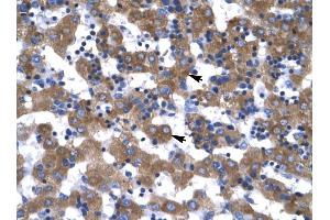 VDAC1 antibody was used for immunohistochemistry at a concentration of 4-8 ug/ml to stain Hepatocytes (arrows) in Human Liver.