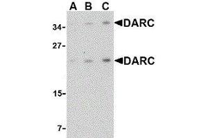 Western Blotting (WB) image for anti-Duffy Blood Group, Chemokine Receptor (DARC) (C-Term) antibody (ABIN2479380) (DARC anticorps  (C-Term))