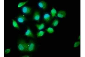 Immunofluorescence staining of Hela cells with ABIN7160120 at 1:400, counter-stained with DAPI. (MOBKL1A anticorps  (AA 2-216))