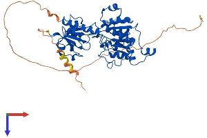 AlphaFold protein structure predicition of Mouse Recombinant Ctbp2 Protein, UniprotID P56546