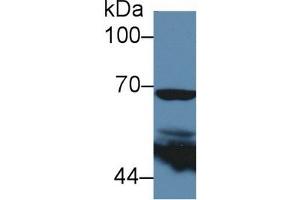Detection of COX 2 in Human 293T cell lysate using Polyclonal Antibody to Cyclooxygenase-2 (COX 2)
