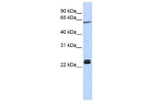 Western Blotting (WB) image for anti-H1 Histone Family, Member 0 (H1F0) antibody (ABIN2459804) (Histone H1 anticorps)