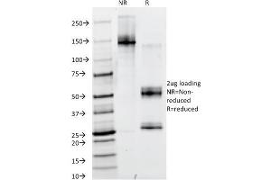 SDS-PAGE Analysis Purified PAX6 Monoclonal Antibody (PAX6/498). (PAX6 anticorps  (N-Term))