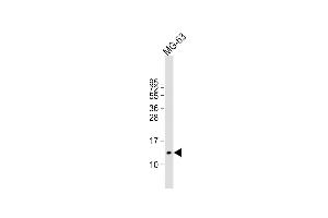 Anti-OSTC Antibody (C16) at 1:2000 dilution + MG-63 whole cell lysate Lysates/proteins at 20 μg per lane. (Osteocalcin anticorps  (N-Term))