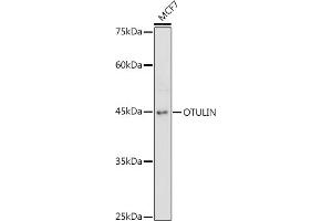 Western blot analysis of extracts of MCF7 cells, using OTULIN antibody (ABIN7267099) at 1:1000 dilution. (FAM105B anticorps)