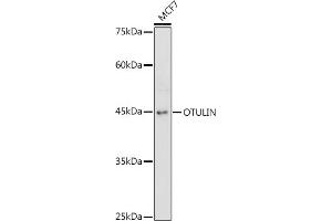 Western blot analysis of extracts of MCF7 cells, using OTULIN antibody (ABIN7267099) at 1:1000 dilution.