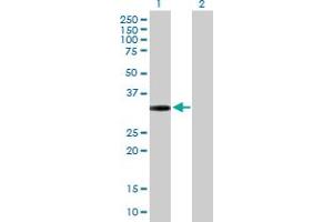 Western Blot analysis of GPRC5D expression in transfected 293T cell line by GPRC5D MaxPab polyclonal antibody.