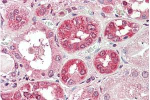 ABIN570693 (5µg/ml) staining of paraffin embedded Human Kidney. (COG8 anticorps  (Internal Region))