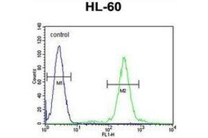 Flow cytometric analysis of HL-60 cells (right histogram) compared to a negative control cell (left histogram) using ELMOD2  Antibody (C-term), followed by FITC-conjugated goat-anti-rabbit secondary. (ELMOD2 anticorps  (C-Term))