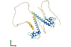 AlphaFold protein structure predicition of Mouse Recombinant Mbnl1 Protein, UniprotID Q9JKP5